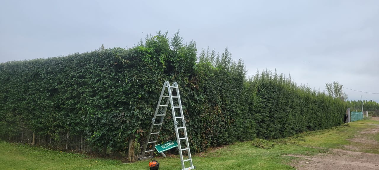 Trabajo de jardinería - Jardinería F.P